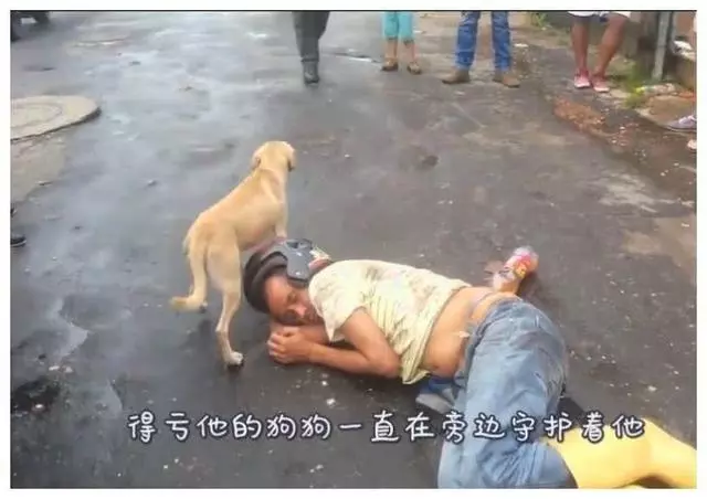 醉漢在馬路上睡了一晚,狗狗一直在旁邊守護,不讓任何人靠近