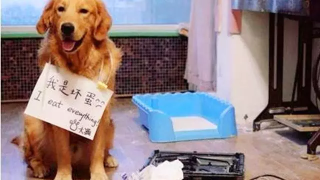 看到這些好處,我也想養狗了