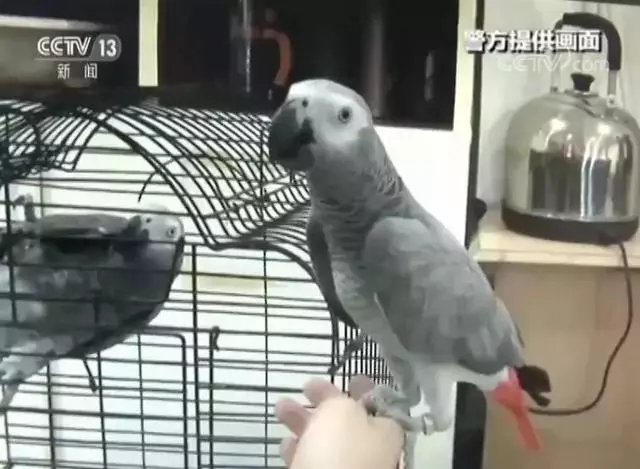 注意這種寵物鸚鵡不能養。有人飼養被起訴啦