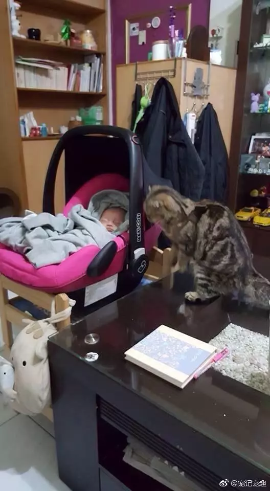 倒垃圾回來看到嬰兒車裡只剩下貓咪,女主人大呼:我的孩子呢?