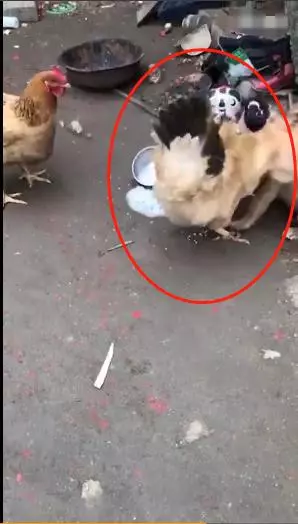 為爭地位,狗狗和大公雞奮力一拼最後慘敗,這次打不過你還有下次