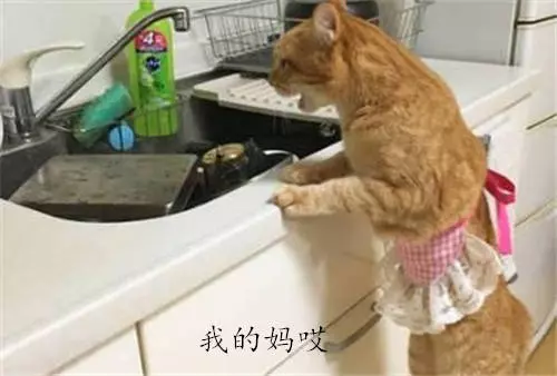貓咪尋著味道來到廚房,看著滿池子的髒盤子:該考慮離家出走了