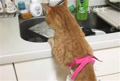 貓咪尋著味道來到廚房,看著滿池子的髒盤子:該考慮離家出走了