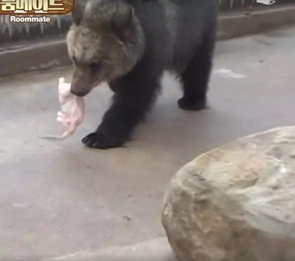 獅子被黑熊搶飯吃 汪老大「7pupu出面討公道」 網笑:到底誰才是狗啦
