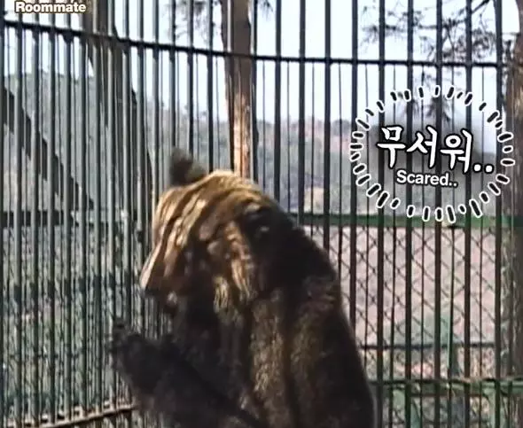 獅子被黑熊搶飯吃 汪老大「7pupu出面討公道」 網笑:到底誰才是狗啦