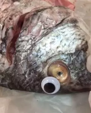 她爽買到「新鮮魚」一回家秒穿幫...惡魚販異想天開「裝鮮」!網:怎麼可能沒發現啦(影)