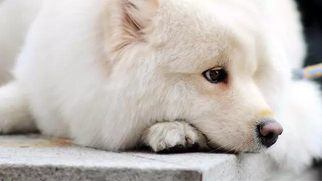 狗狗:這句對不起,請主人一定收下