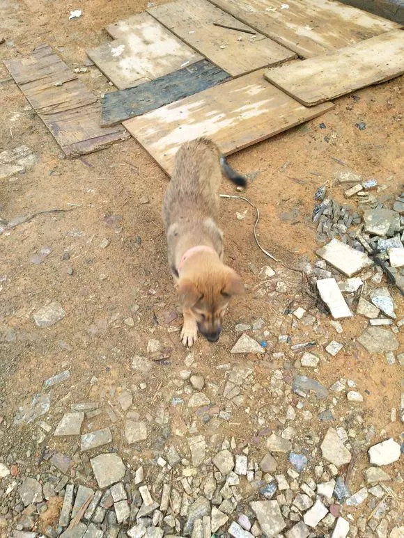 小流浪狗在路上餓得走不動道,男孩心疼壞了