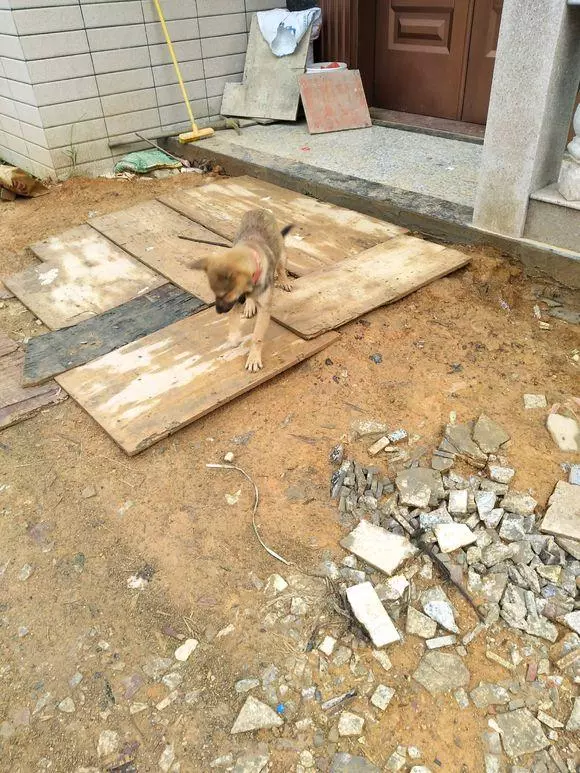 小流浪狗在路上餓得走不動道,男孩心疼壞了