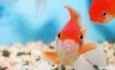 魚的記憶真的只有7秒嗎?或許你誤會魚了