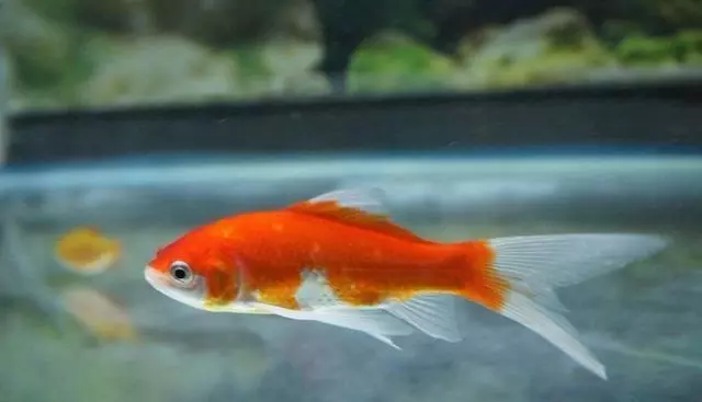 魚的記憶真的只有7秒嗎?或許你誤會魚了