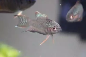 魚的記憶真的只有7秒嗎?或許你誤會魚了