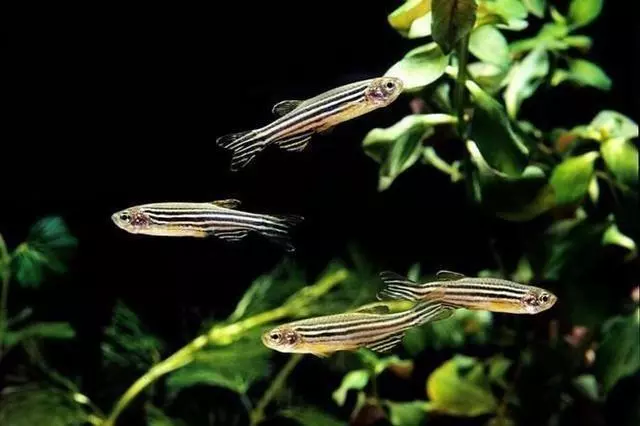 魚的記憶真的只有7秒嗎?或許你誤會魚了
