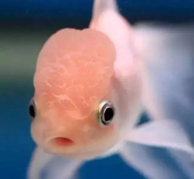 魚的記憶真的只有7秒嗎?或許你誤會魚了