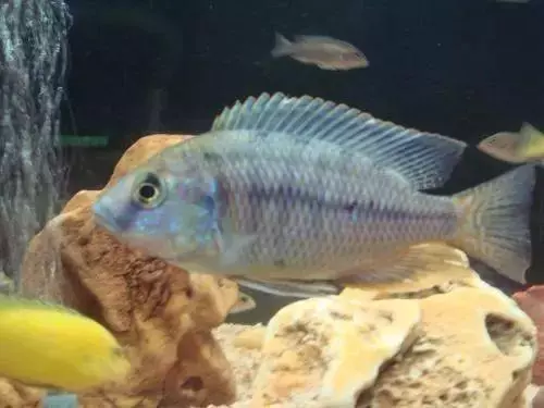 魚的記憶真的只有7秒嗎?或許你誤會魚了