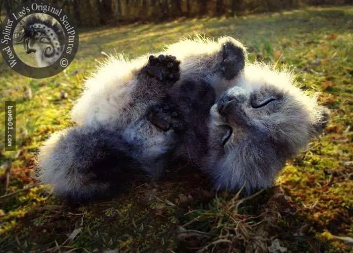 這些全新品種的小動物,看起來都非常可愛,但它們的真面具竟然是…