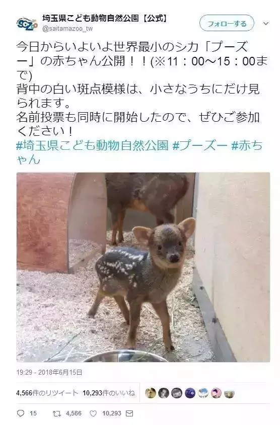出生的第一天,整個世界都被我萌翻