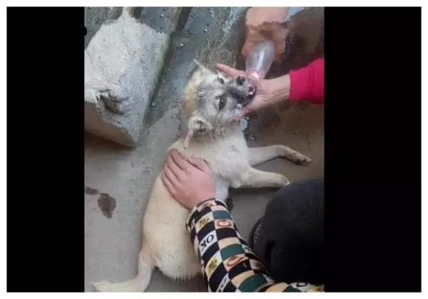 狗狗被毒害倒地,主人冷靜後直接把狗倒過來,挽回生命