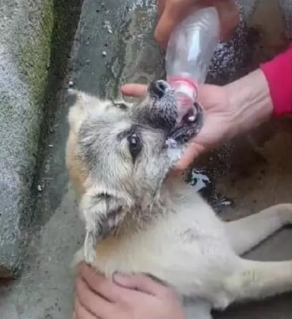 狗狗被毒害倒地,主人冷靜後直接把狗倒過來,挽回生命