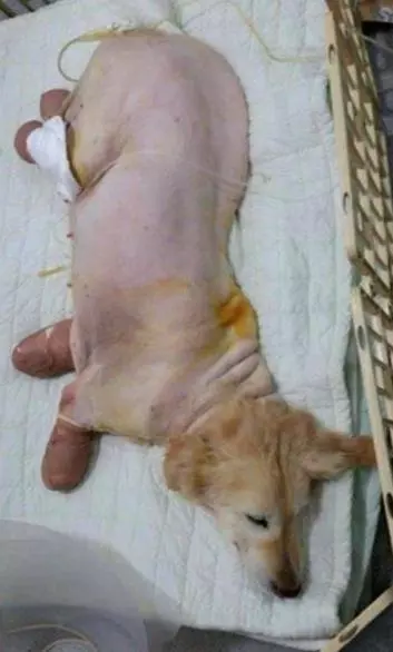 在狗肉市場的垃圾桶發現它四肢潰爛,愛笑金金重生真的讓人超感動