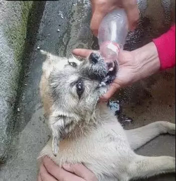 狗狗被毒害倒地,主人冷靜後直接把狗倒過來,挽回生命