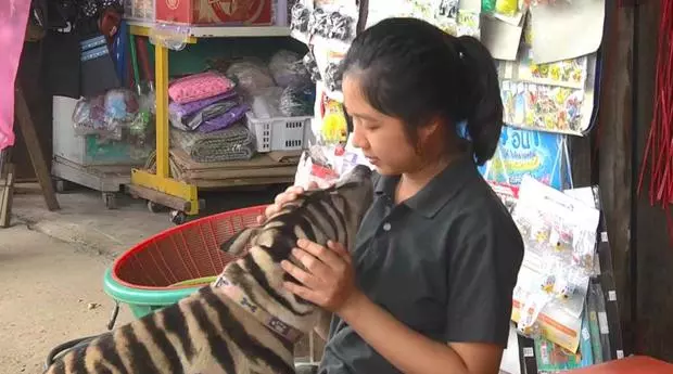 路上看見一隻被畫成老虎的狗狗……知道原因後大讚主人超聰明的