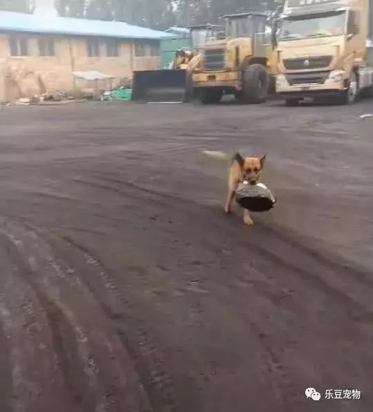 飯盆被車輛壓扁,德牧瞬間火大,叼著飯盆挨個車輛找「兇手」!