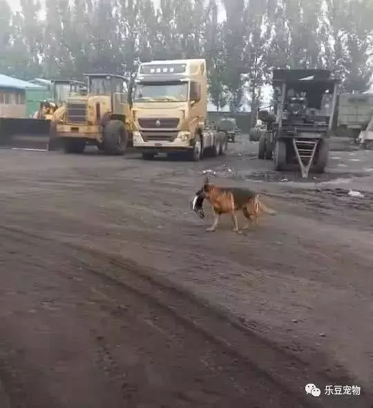 飯盆被車輛壓扁,德牧瞬間火大,叼著飯盆挨個車輛找「兇手」!
