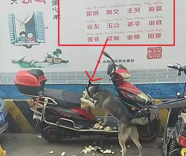 把二哈扔回村壯膽,2天後父母打來電話:把傻狗帶走!