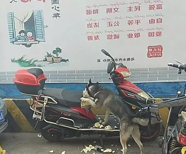 把二哈扔回村壯膽,2天後父母打來電話:把傻狗帶走!