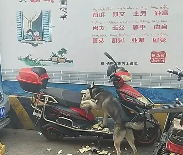 把二哈扔回村壯膽,2天後父母打來電話:把傻狗帶走!