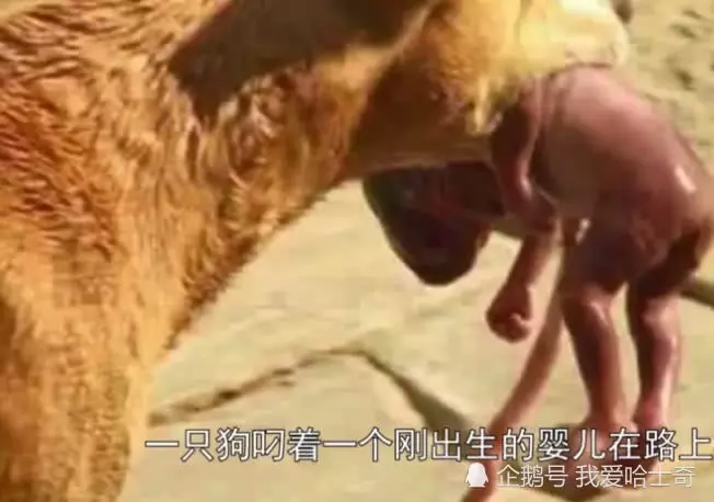 男子在路上,竟目睹一條大狗嘴裡叼著嬰兒狂奔,然而背後真相卻讓人淚目!