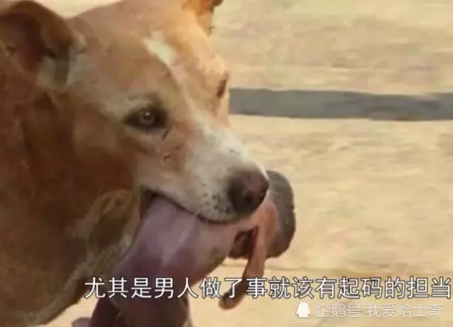 男子在路上,竟目睹一條大狗嘴裡叼著嬰兒狂奔,然而背後真相卻讓人淚目!