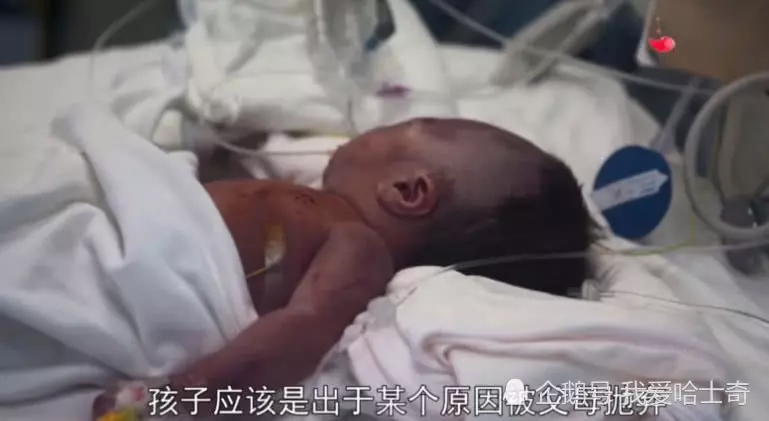 男子在路上,竟目睹一條大狗嘴裡叼著嬰兒狂奔,然而背後真相卻讓人淚目!