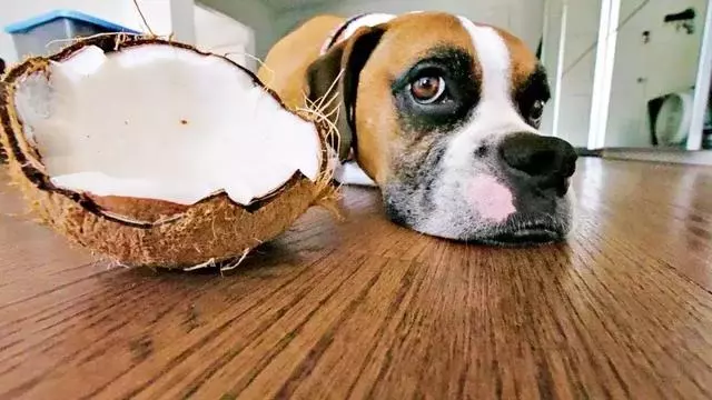 狗狗最喜歡什麼氣味?這些氣味原來才是狗狗鍾愛的味道