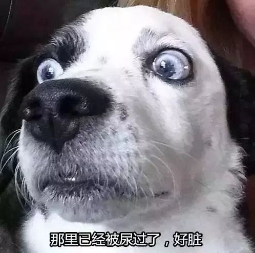 狗隨地大小便?其實是你的錯