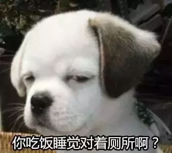 狗隨地大小便?其實是你的錯