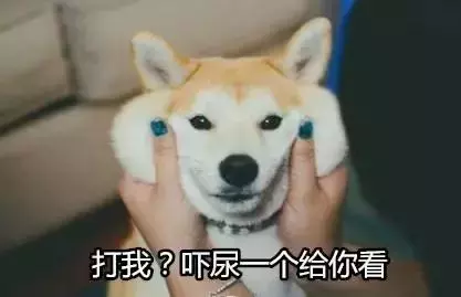 狗隨地大小便?其實是你的錯
