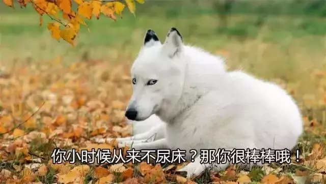 狗隨地大小便?其實是你的錯