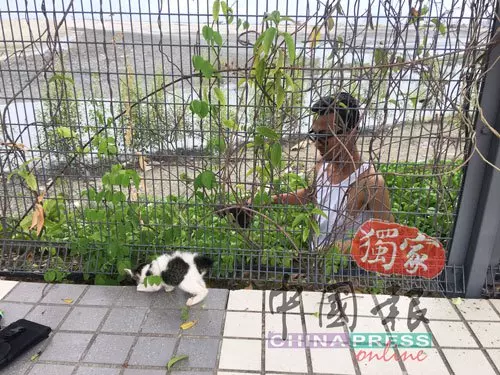 為救小貓,他去到這樣盡!「救貓哥」獲不少網民大讚!