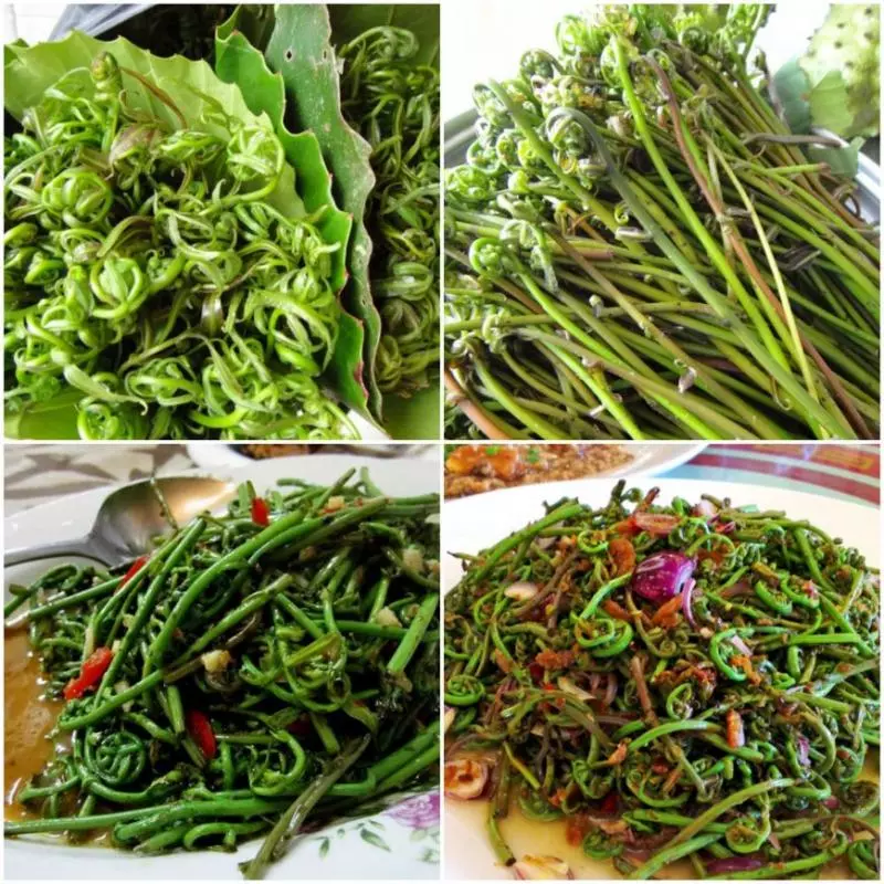 【Sarawak必吃必玩全攻略!】探索仙境般的MULU、品嘗獨特的米丁野菜!不用飛出國,到砂拉越也能感受新世界~