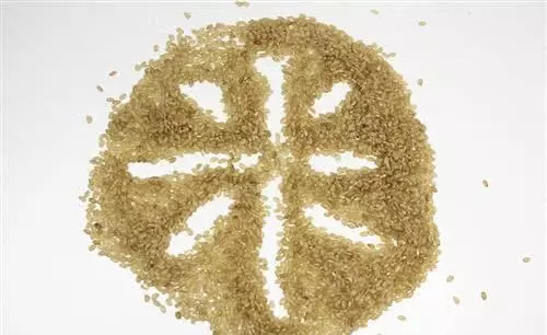 腸道越乾淨就越健康長壽,常吃這幾種食物,腸道一天比一天乾淨