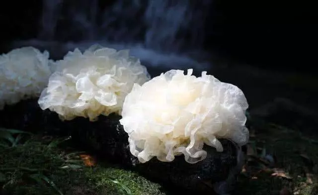 腸道越乾淨就越健康長壽,常吃這幾種食物,腸道一天比一天乾淨