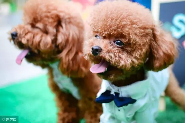 你可能不知道,這5種做法,其實是在謀殺你的泰迪犬