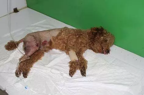 你可能不知道,這5種做法,其實是在謀殺你的泰迪犬