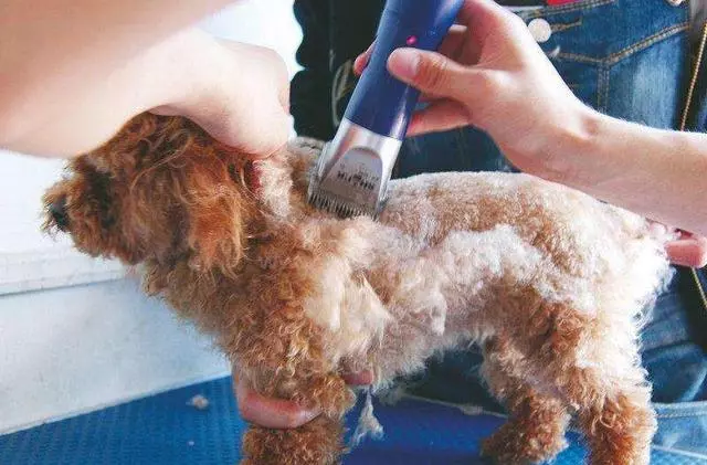 你可能不知道,這5種做法,其實是在謀殺你的泰迪犬