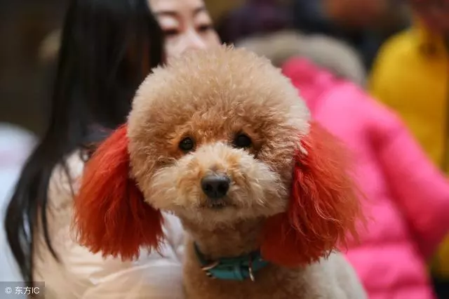 你可能不知道,這5種做法,其實是在謀殺你的泰迪犬