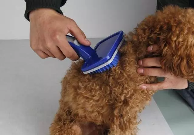 你可能不知道,這5種做法,其實是在謀殺你的泰迪犬