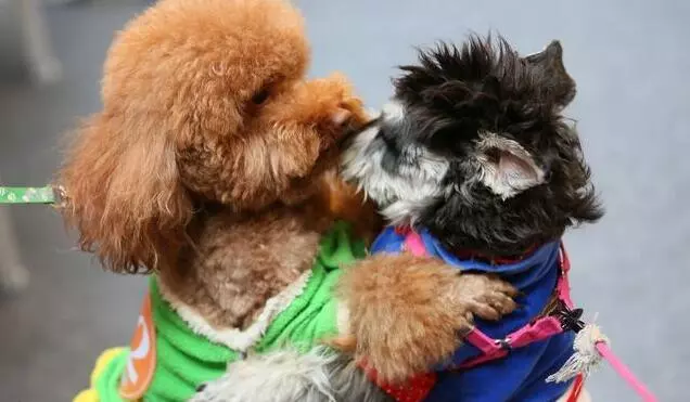 你可能不知道,這5種做法,其實是在謀殺你的泰迪犬