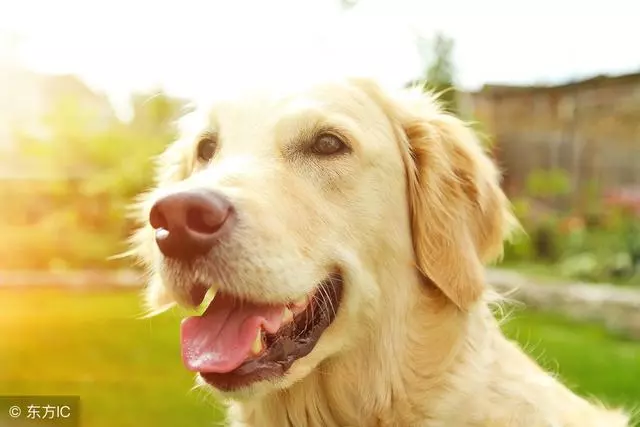 暖男金毛犬的「5宗罪」,你家金毛占了幾條